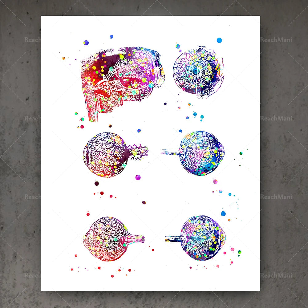 Ophthalmology Art Eye Anatomy Print Set Decor