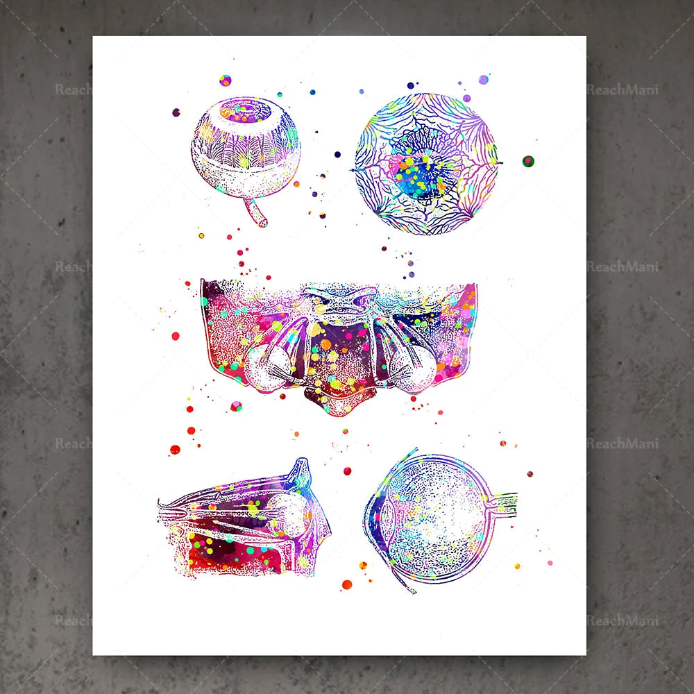 Ophthalmology Art Eye Anatomy Print Set Decor