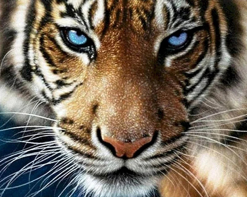 40x50cm Painting By Numbers Animals On Canvas