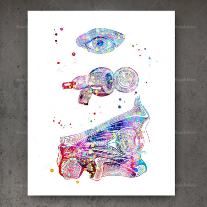 Ophthalmology Art Eye Anatomy Print Set Decor