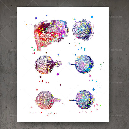 Ophthalmology Art Eye Anatomy Print Set Decor